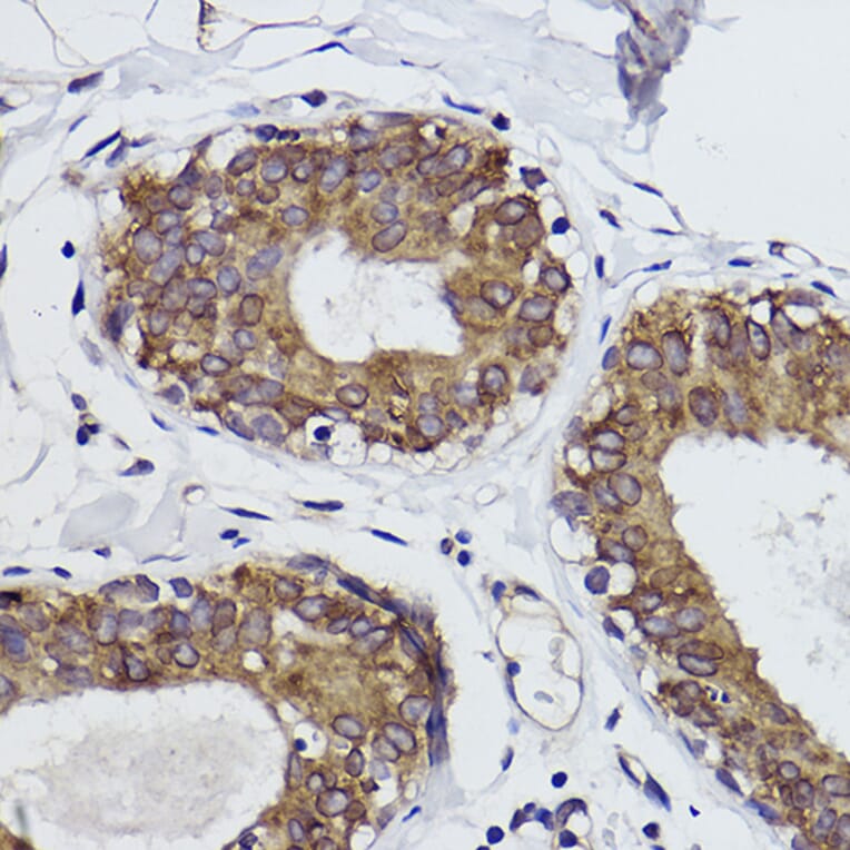 Immunohistochemistry - Anti-MGST1 Antibody [ARC2550] (A307955) - Antibodies.com
