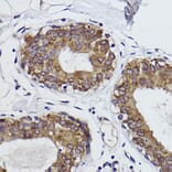 Immunohistochemistry - Anti-MGST1 Antibody [ARC2550] (A307955) - Antibodies.com
