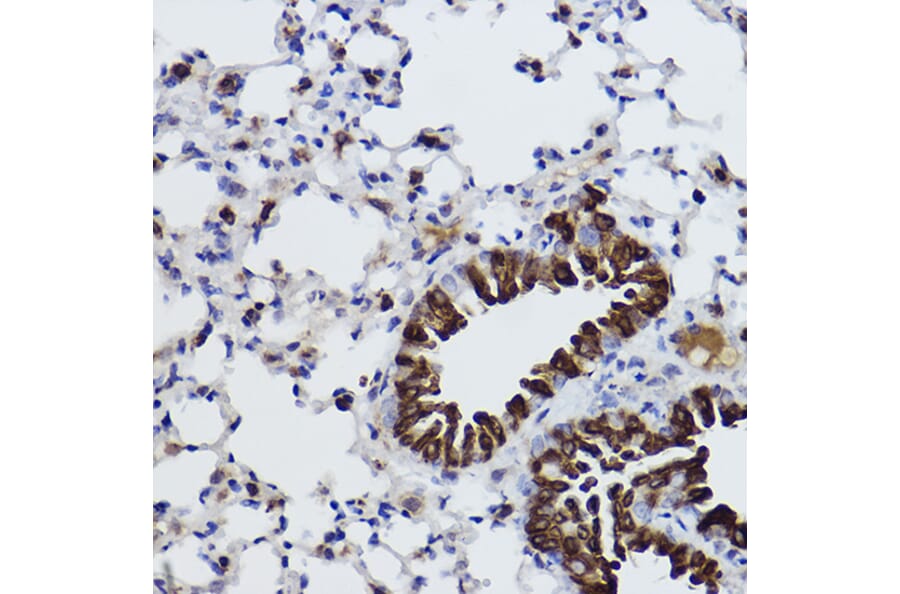 Immunohistochemistry - Anti-MGST1 Antibody [ARC2550] (A307955) - Antibodies.com