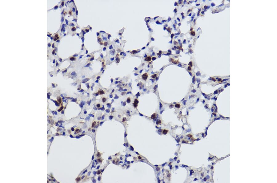 Immunohistochemistry - Anti-MGST1 Antibody [ARC2550] (A307955) - Antibodies.com