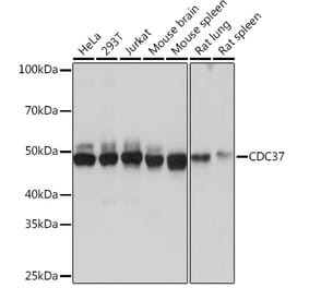 Western Blot - Anti-Cdc37 Antibody [ARC1040] (A307958) - Antibodies.com