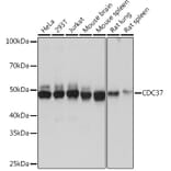 Western Blot - Anti-Cdc37 Antibody [ARC1040] (A307958) - Antibodies.com