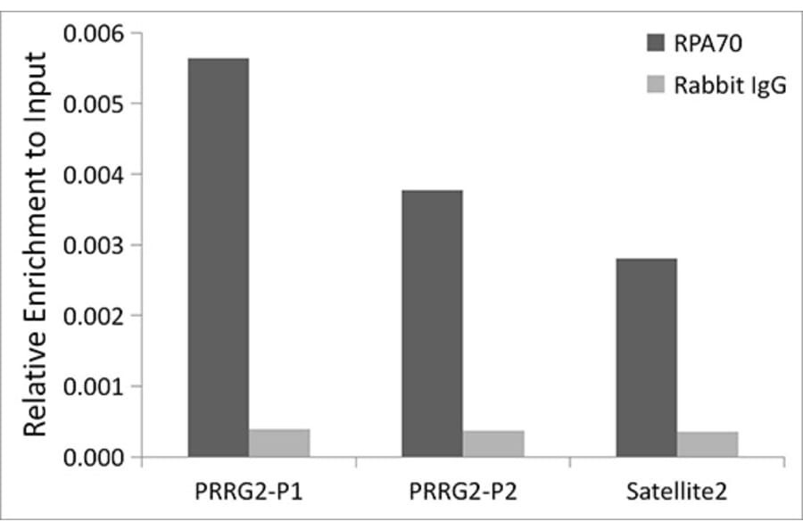 Chromatin Immunoprecipitation - Anti-RPA70 Antibody [ARC0773] (A307959) - Antibodies.com