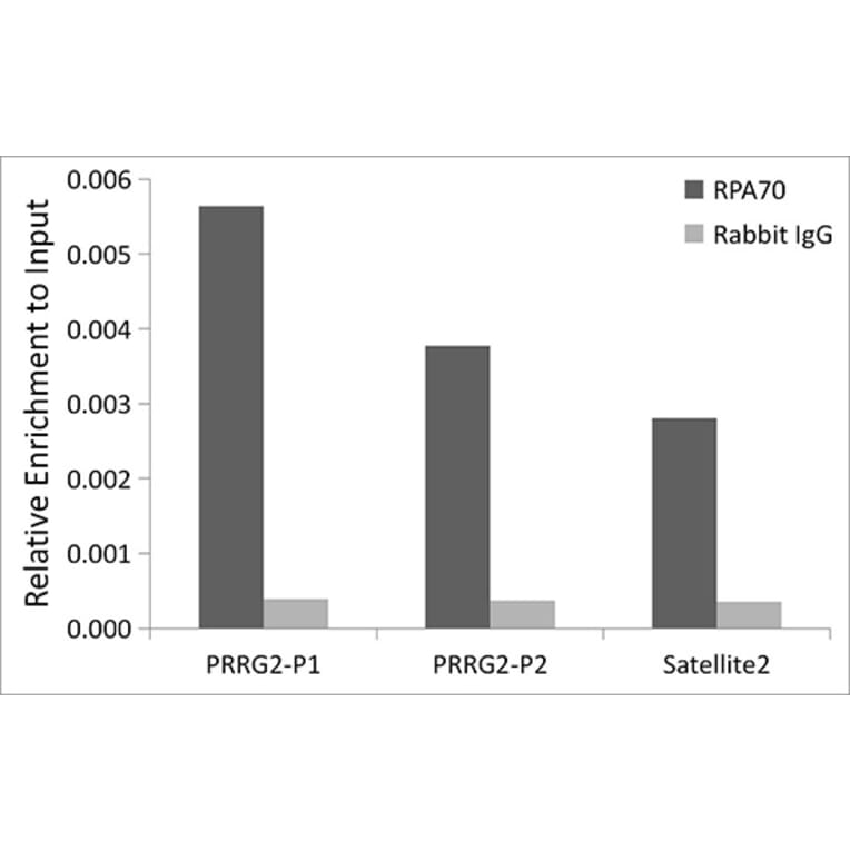 Chromatin Immunoprecipitation - Anti-RPA70 Antibody [ARC0773] (A307959) - Antibodies.com