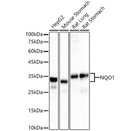 Western Blot - Anti-NQO1 Antibody [ARC56753] (A307961) - Antibodies.com