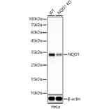 Western Blot - Anti-NQO1 Antibody [ARC56753] (A307961) - Antibodies.com