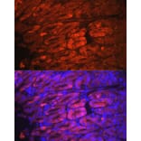 Immunofluorescence - Anti-NQO1 Antibody [ARC56753] (A307961) - Antibodies.com