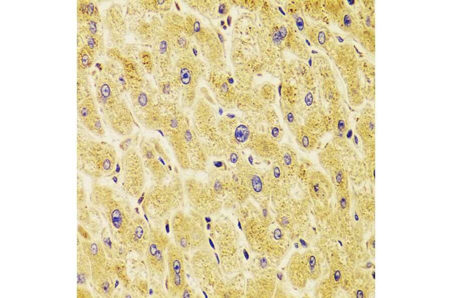 Immunohistochemistry - Anti-TXNL1 Antibody (A307964) - Antibodies.com