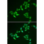 Immunofluorescence - Anti-TXNL1 Antibody (A307964) - Antibodies.com