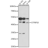 Western Blot - Anti-GTPBP10 Antibody (A307965) - Antibodies.com