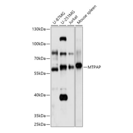 Western Blot - Anti-MTPAP Antibody (A307966) - Antibodies.com