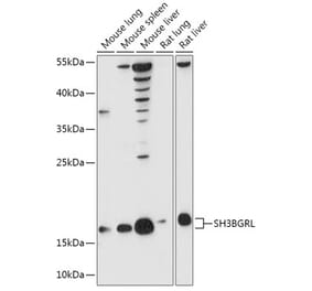 Western Blot - Anti-SH3BGRL Antibody (A307967) - Antibodies.com