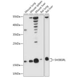 Western Blot - Anti-SH3BGRL Antibody (A307967) - Antibodies.com