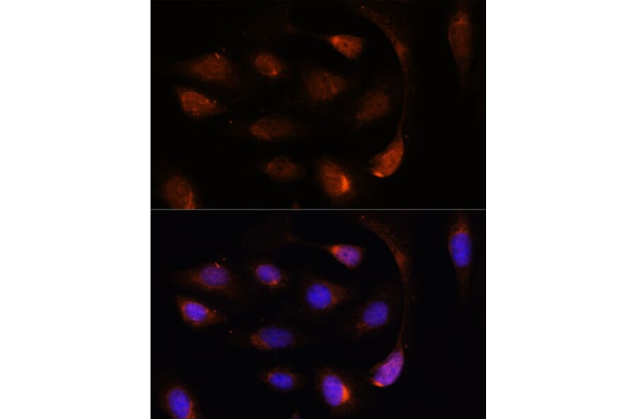 Immunofluorescence - Anti-SH3BGRL Antibody (A307967) - Antibodies.com