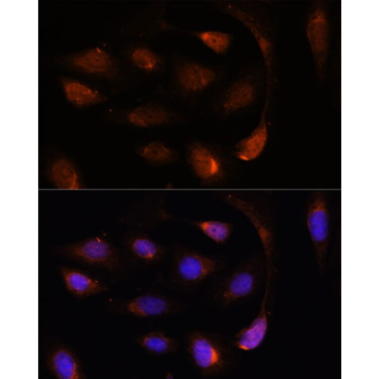 Immunofluorescence - Anti-SH3BGRL Antibody (A307967) - Antibodies.com