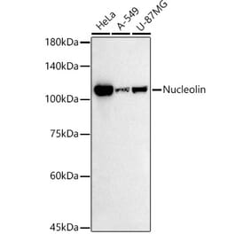 Western Blot - Anti-Nucleolin Antibody [ARC2879] (A307971) - Antibodies.com