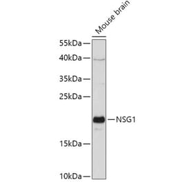 Western Blot - Anti-NSG1 Antibody (A307972) - Antibodies.com