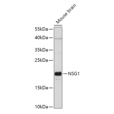 Western Blot - Anti-NSG1 Antibody (A307972) - Antibodies.com