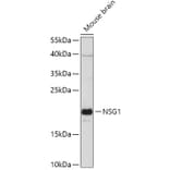 Western Blot - Anti-NSG1 Antibody (A307972) - Antibodies.com