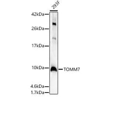 Western Blot - Anti-TOMM7 Antibody (A307973) - Antibodies.com