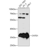 Western Blot - Anti-CNTD1 Antibody (A307974) - Antibodies.com