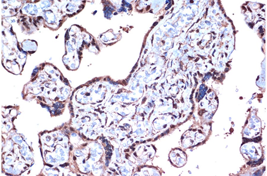 Immunohistochemistry - Anti-PDCD4 Antibody [ARC1398] (A307976) - Antibodies.com
