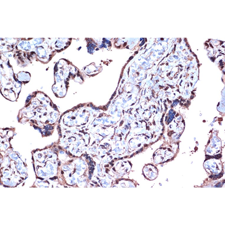 Immunohistochemistry - Anti-PDCD4 Antibody [ARC1398] (A307976) - Antibodies.com