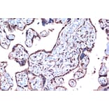 Immunohistochemistry - Anti-PDCD4 Antibody [ARC1398] (A307976) - Antibodies.com