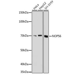 Western Blot - Anti-NOL5A Antibody (A307977) - Antibodies.com