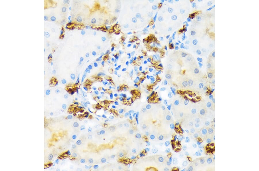 Immunohistochemistry - Anti-Hemoglobin subunit alpha Antibody [ARC1510] (A307978) - Antibodies.com