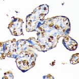 Immunohistochemistry - Anti-Hemoglobin subunit alpha Antibody [ARC1510] (A307978) - Antibodies.com