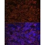 Immunofluorescence - Anti-Hemoglobin subunit alpha Antibody [ARC1510] (A307978) - Antibodies.com