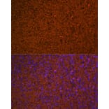 Immunofluorescence - Anti-Hemoglobin subunit alpha Antibody [ARC1510] (A307978) - Antibodies.com