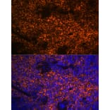 Immunofluorescence - Anti-Hemoglobin subunit alpha Antibody [ARC1510] (A307978) - Antibodies.com