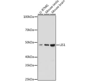 Western Blot - Anti-LIS1 Antibody [ARC2075] (A307979) - Antibodies.com