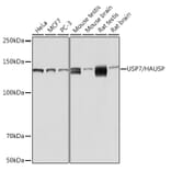 Western Blot - Anti-HAUSP/USP7 Antibody (A307980) - Antibodies.com