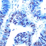 Immunohistochemistry - Anti-HAUSP/USP7 Antibody (A307980) - Antibodies.com