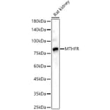 Western Blot - Anti-MTHFR Antibody (A307982) - Antibodies.com