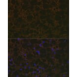 Immunofluorescence - Anti-UCP1 +UCP3 Antibody [ARC2304] (A307983) - Antibodies.com