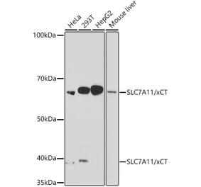 Western Blot - Anti-xCT Antibody [ARC0753] (A307985) - Antibodies.com