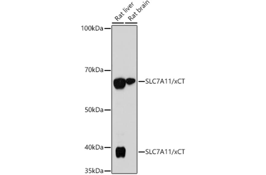 Western Blot - Anti-xCT Antibody [ARC0753] (A307985) - Antibodies.com