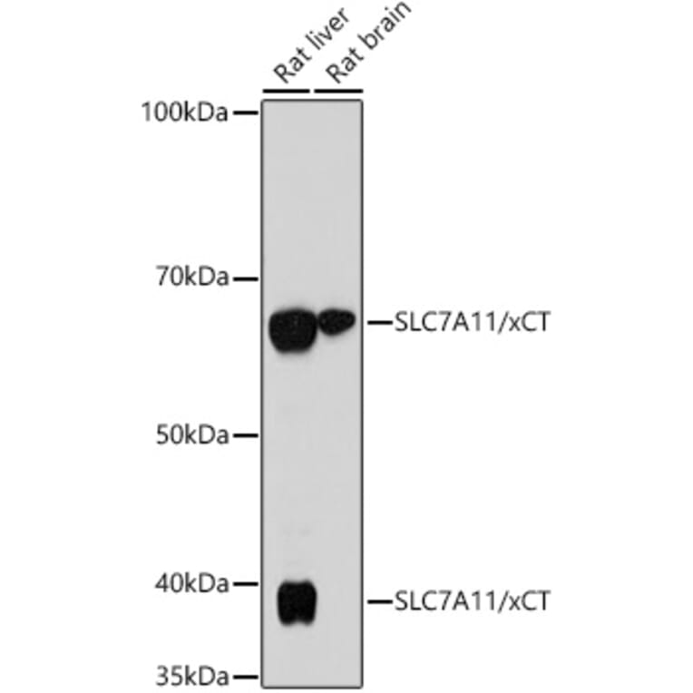 Western Blot - Anti-xCT Antibody [ARC0753] (A307985) - Antibodies.com