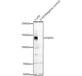 Western Blot - Anti-FGFR2 Antibody [ARC60257] (A307990) - Antibodies.com