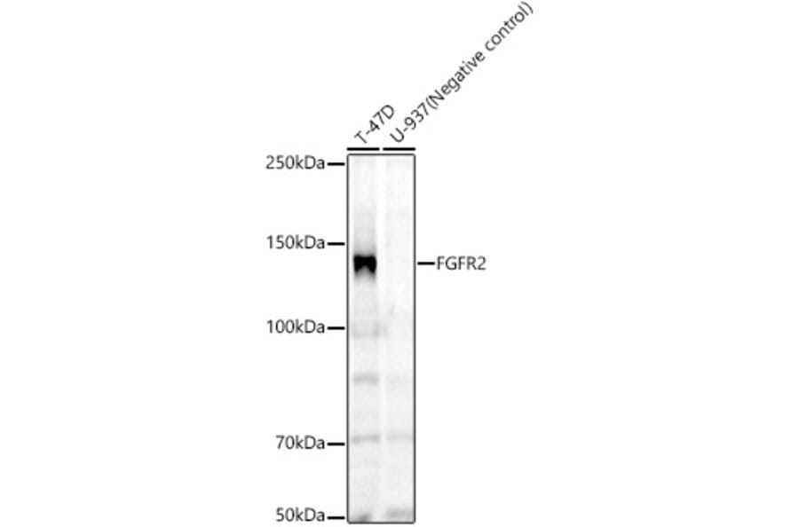 Western Blot - Anti-FGFR2 Antibody [ARC60257] (A307990) - Antibodies.com