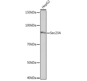 Western Blot - Anti-SEC23A Antibody [ARC1754] (A307993) - Antibodies.com