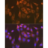 Immunofluorescence - Anti-SEC23A Antibody [ARC1754] (A307993) - Antibodies.com