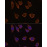 Immunofluorescence - Anti-Carbonic Anhydrase 5B/CA5B Antibody (A307995) - Antibodies.com