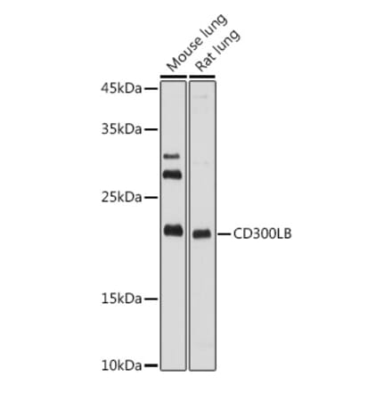 Western Blot - Anti-CD300LB Antibody (A308000) - Antibodies.com