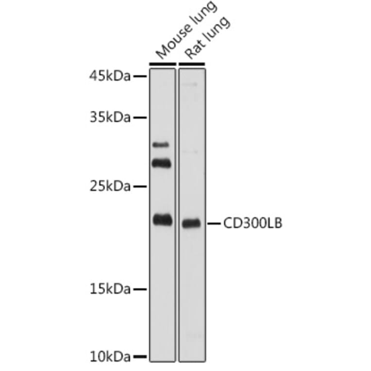 Western Blot - Anti-CD300LB Antibody (A308000) - Antibodies.com