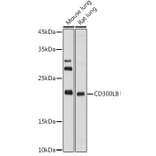 Western Blot - Anti-CD300LB Antibody (A308000) - Antibodies.com